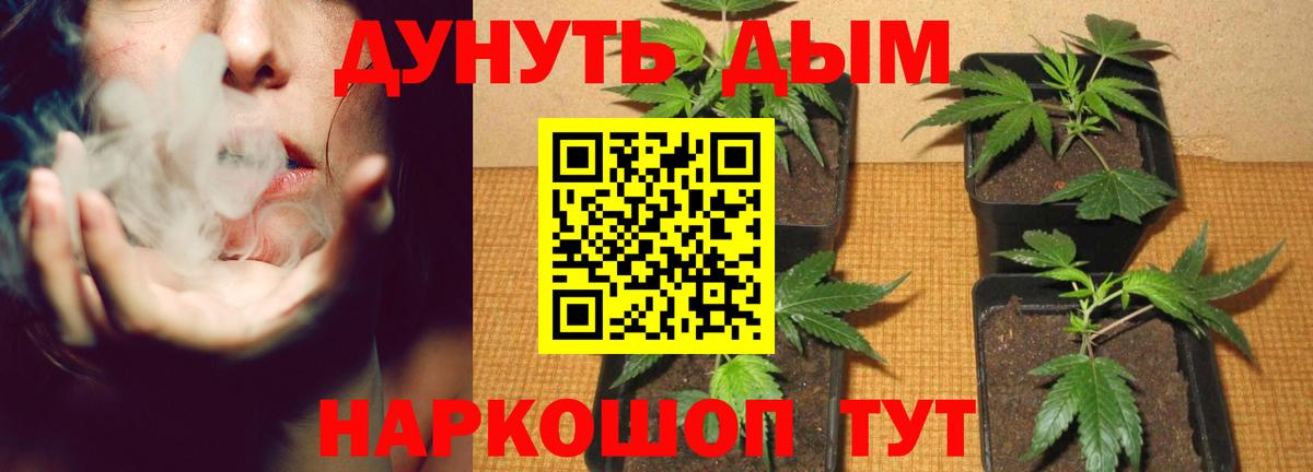 МАРИХУАНА семена Избербаш